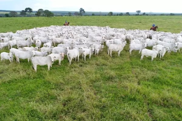 Visita de abertura