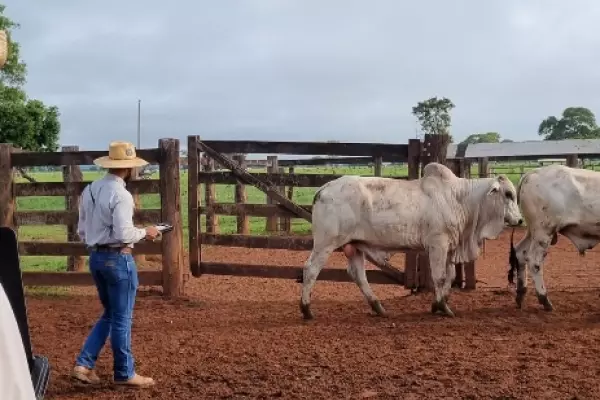 Revisão final dos animais